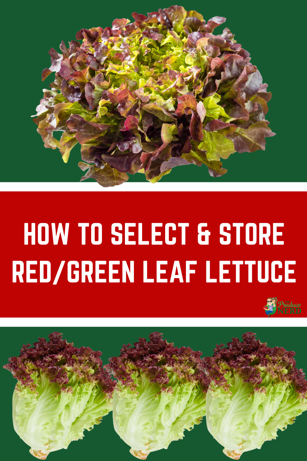 Read more about the article How to Select & Store Red Leaf & Green Leaf Lettuce