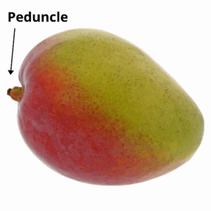 mango peduncle