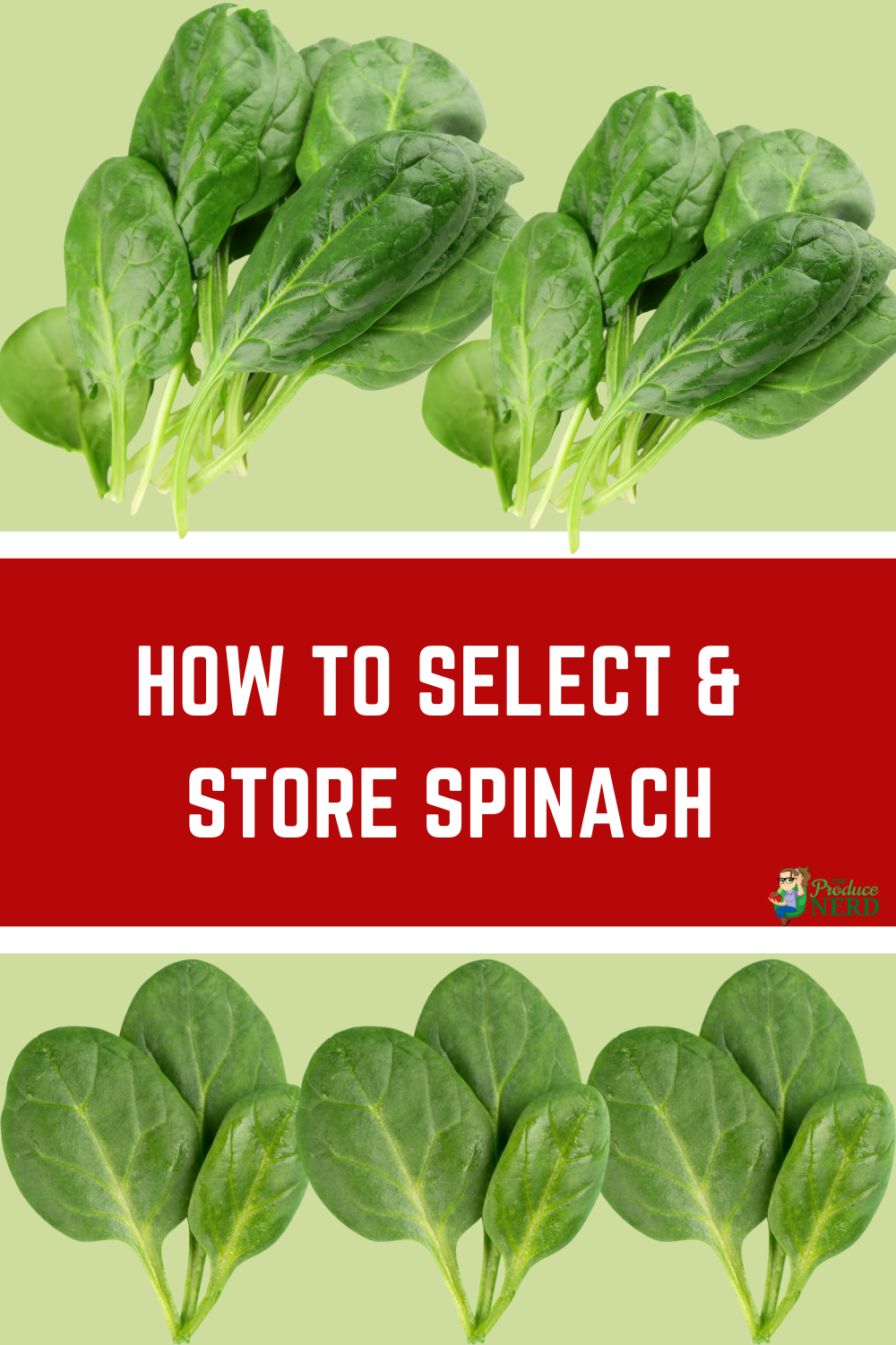 Read more about the article How to Select & Store Spinach