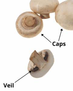 mushroom caps and veils