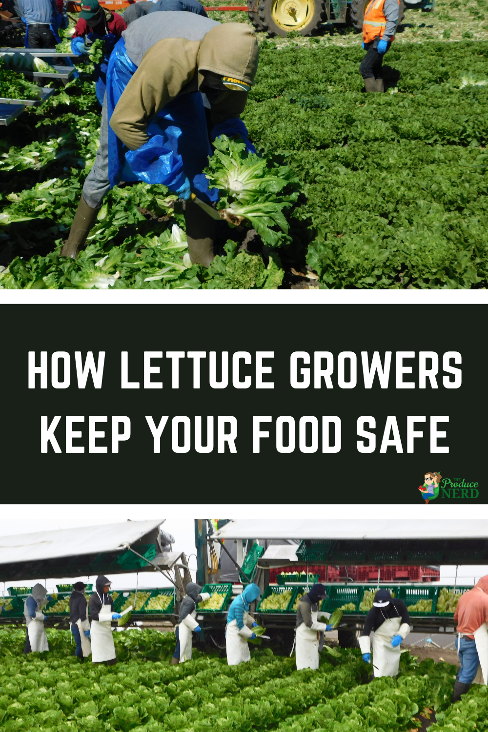 Read more about the article Leafy Green Food Safety: How Lettuce Growers Keep Your Food Safe